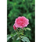La Rose de Molinard (Ля роз де Молінар)